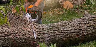 Mcminnville, OR Tree Services Company